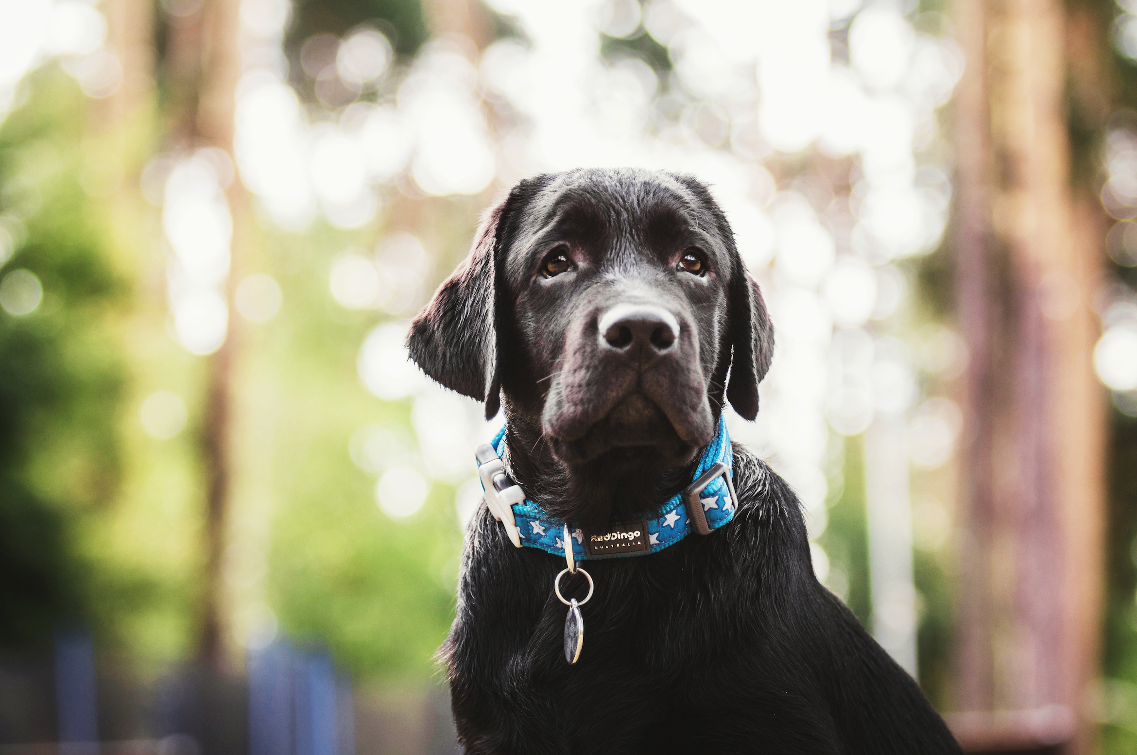 Das perfekte Hundehalsband für Ihren Vierbeiner finden 🐾