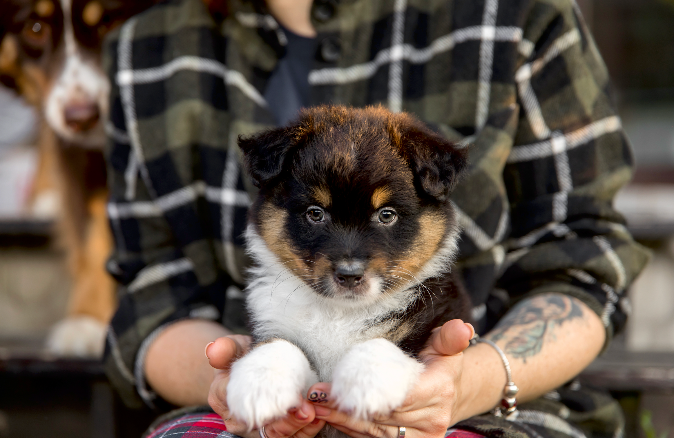 Alles, was Sie beim Kauf eines Welpen beachten sollten 🐾