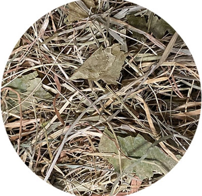 Utopia Mit Birkenblatt