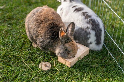 Trixie Für Ratten Und Kaninchen Holz