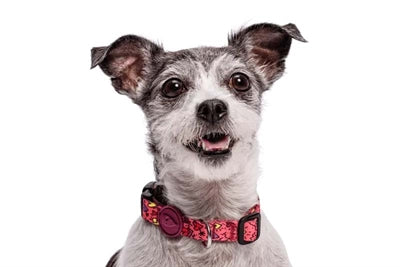 Morso Halsband Hund Recycelt Rosa Denken Rosa