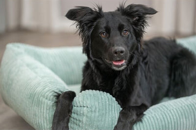 Trixie Hundekorb Vital Jonna Gerippter Samt Salbeigrün
