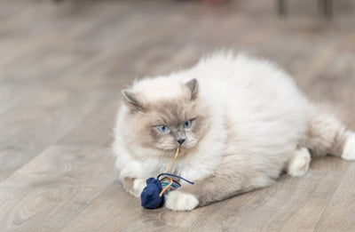 Trixie Meerestiere Plüsch Mit Katzenminze Sortiert