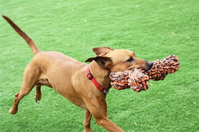 Happy Pet Nüsse Für Club Extreme Bone Grau/Orange